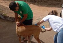 Vacinação antirrábica começa hoje em Varginha, veja locais e horários Vacinação Antirrábica Varginha