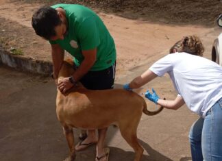 Vacinação antirrábica termina neste domingo em Varginha, confira os locais Vacinação Antirrábica Varginha