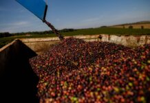 Recorde histórico: 13ª edição do Prêmio Região do Cerrado Mineiro tem 714 inscrições colheita café