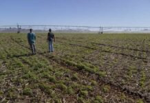 Produtor rural terá acesso a mentoria gratuita ao contratar crédito do BDMG para investir em agricultura sustentável Produtor rural terá acesso a mentoria gratuita ao contratar crédito do BDMG para investir em agricultura sustentável