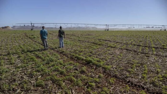 Produtor rural terá acesso a mentoria gratuita ao contratar crédito do BDMG para investir em agricultura sustentável Produtor rural terá acesso a mentoria gratuita ao contratar crédito do BDMG para investir em agricultura sustentável