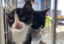 Feiras de adoção de pets promovidas pela Cemig são sucesso em todo o estado feira de adoção pets cemig