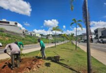 Paisagismo renovado: Alameda Olívia Bregalda, perto do Shopping, recebe novas palmeiras Alameda Olívia Bregalda ganha novas palmeiras e reforça paisagismo em Varginha