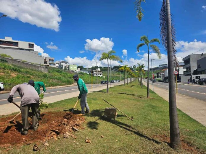 Alameda Olívia Bregalda ganha novas palmeiras e reforça paisagismo em Varginha Alameda Olívia Bregalda ganha novas palmeiras e reforça paisagismo em Varginha