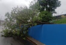Chuvas com ventos fortes causam quedas de árvores em Varginha Chuvas com ventos fortes causam quedas de árvores em Varginha