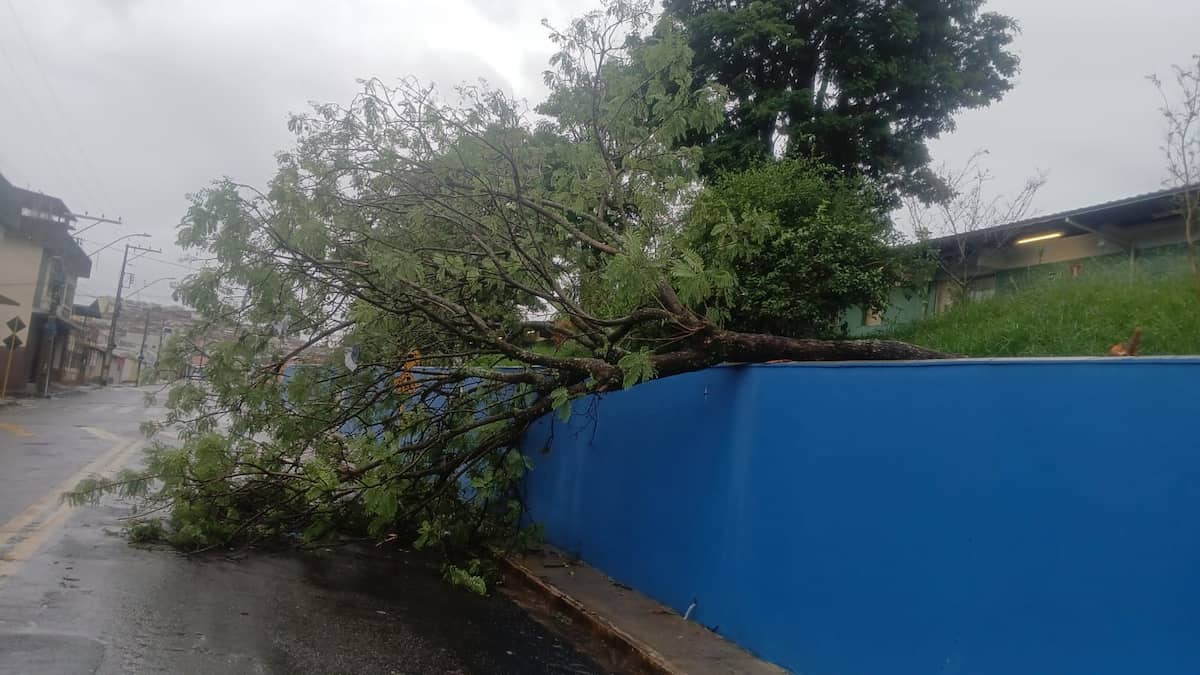 Chuvas com ventos fortes causam quedas de árvores em Varginha