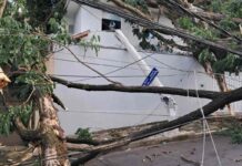 Cemig alerta para riscos e orienta como proceder em caso de quedas de árvores durante tempestades queda de árvore sobre fios