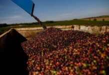 Quase US$ 3 bilhões: Varginha é a maior exportadora de Minas em 2025 café