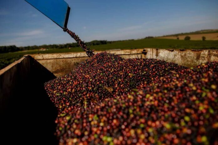 Varginha lidera exportações de Minas em 2025 café