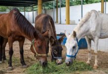 Equinos soltos em vias públicas são apreendidos e Prefeitura convoca proprietários em Varginha equinos