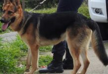 Guarda Municipal de Varginha se despede do cão policial Luck, símbolo de lealdade e companheirismo O cão policial GCM Luck