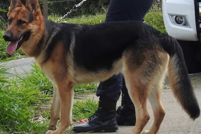 O cão policial GCM Luck