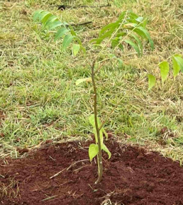 plantio -de-arvores Prefeitura realiza plantio de mudas nativas e inicia regeneração ambiental no Centro de Eventos Mauro Brito