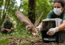 Minas Gerais devolve cerca de 5 mil animais silvestres por ano à natureza com atendimento especializado Animais silvestres