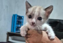 Cemig promove Feira de Adoção de Pets em Varginha neste sábado gatinho filhote para adoção. Cemig promove Feira de Adoção de Pets em Varginha