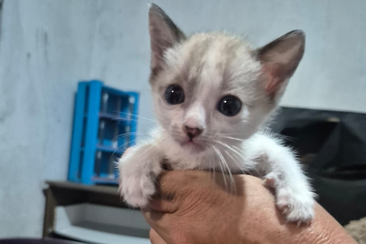 Cemig promove Feira de Adoção de Pets em Varginha neste sábado