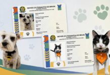 RG Animal: Veja como emitir o documento do seu pet gratuito RG animal Sinpatinhas