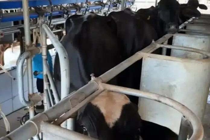 Potência leiteira enfrenta saída de produtores