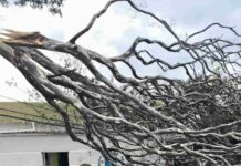 Varginha amanhece com estragos após forte temporal Árvore caiu sobre a rede elétrica que atende a Rádio Melodia FM, deixando a emissora temporariamente fora do ar após o temporal em Varginha. Foto: Fundação Cultural de Varginha/Divulgação
