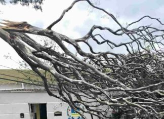 Varginha amanhece com estragos após forte temporal Árvore caiu sobre a rede elétrica que atende a Rádio Melodia FM, deixando a emissora temporariamente fora do ar após o temporal em Varginha. Foto: Fundação Cultural de Varginha/Divulgação