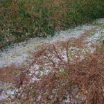 Prejuízos por chuva e granizo: veja o que o produtor deve fazer para comprovar perdas