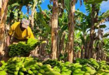 Fruticultura avança em Minas Gerais